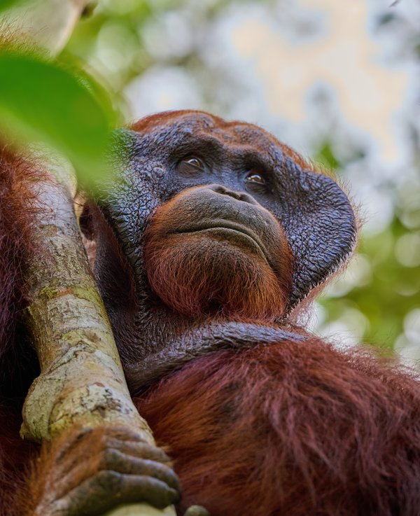 Old Man of the Forest — Orangutan photographed in Indonesia, 2024. Photograph by Leonardo Güngen.
