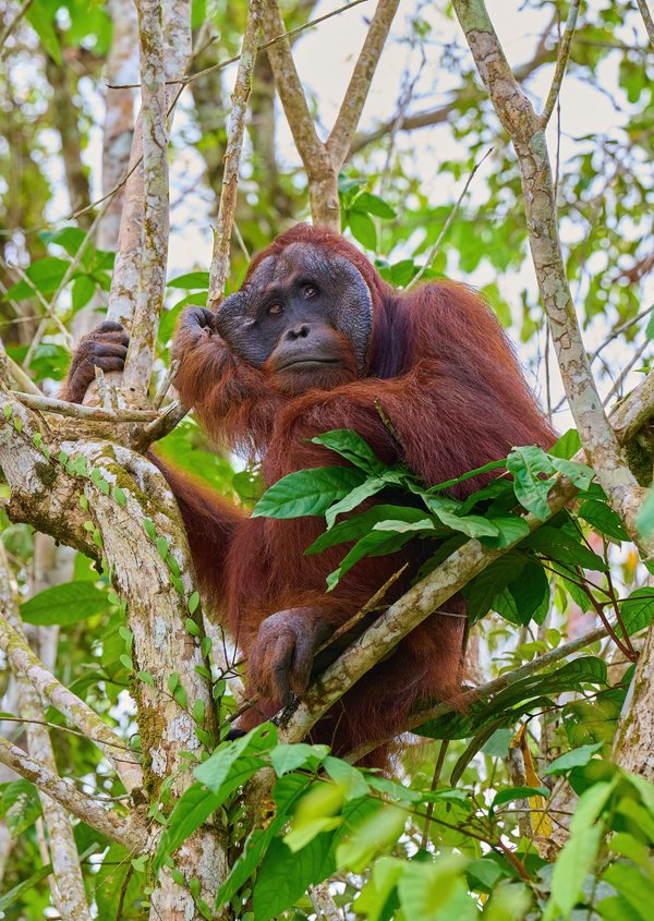 At Rest — Orangutan photographed in Indonesia, 2024. Photograph by Leonardo Güngen.