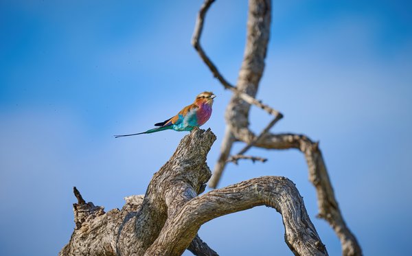 Lilac-Breasted Roller — Bird photographed in Botswana, 2025. Photograph by Leonardo Güngen.