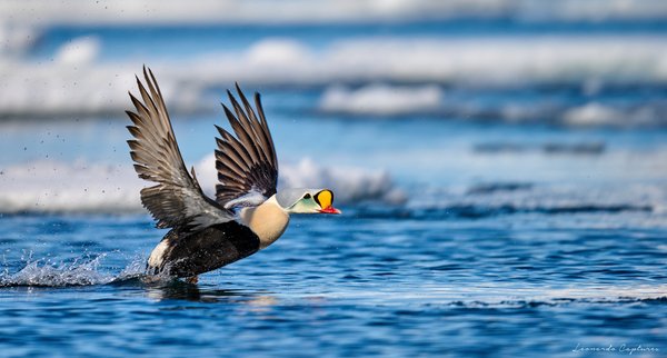 Prepare for Take-Off — Bird photographed in Svalbard, 2024. Photograph by Leonardo Güngen.
