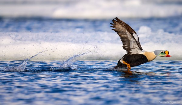 Low Flight — Bird photographed in Svalbard, 2024. Photograph by Leonardo Güngen.