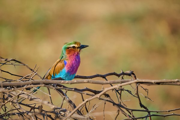 Roller on the Thornbush — Bird photographed in Botswana, 2025. Photograph by Leonardo Güngen.