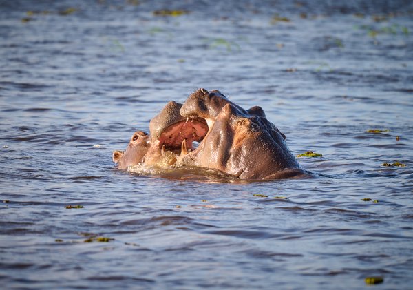 Siblings Like to Wrestle — Hippo photographed in Botswana, 2025. Photograph by Leonardo Güngen.