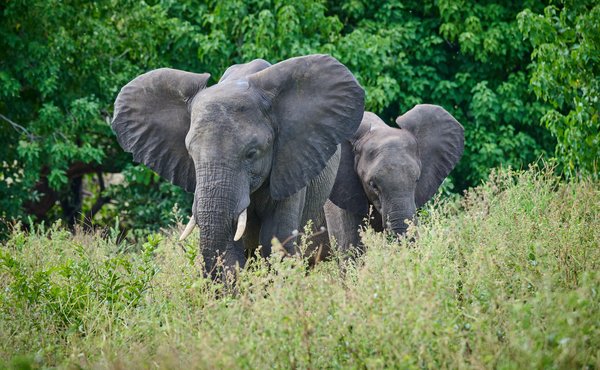 Bull in the Green — Elephant photographed in Botswana, 2025. Photograph by Leonardo Güngen.