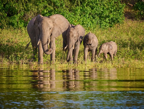 Family of Four — Elephant photographed in Botswana, 2025. Photograph by Leonardo Güngen.