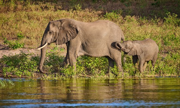 Thirst — Elephant photographed in Botswana, 2025. Photograph by Leonardo Güngen.