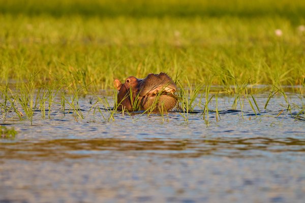 Chomping on the Water — Hippo photographed in Botswana, 2025. Photograph by Leonardo Güngen.