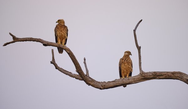 Two Eagles — Bird photographed in Botswana, 2025. Photograph by Leonardo Güngen.