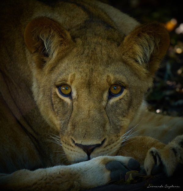 The Lioness — Lion photographed in Botswana, 2025. Photograph by Leonardo Güngen.
