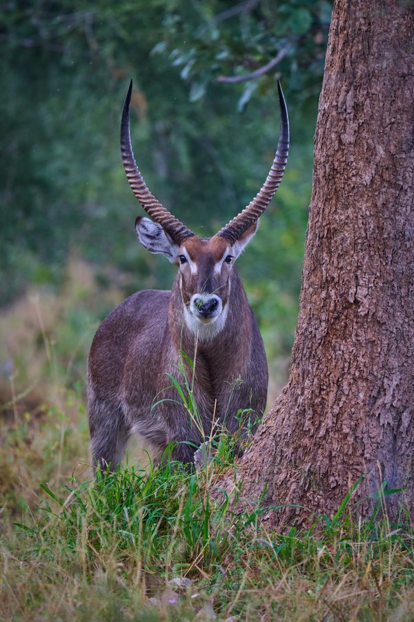 Eye Contact — Antelope photographed in Botswana, 2025. Photograph by Leonardo Güngen.