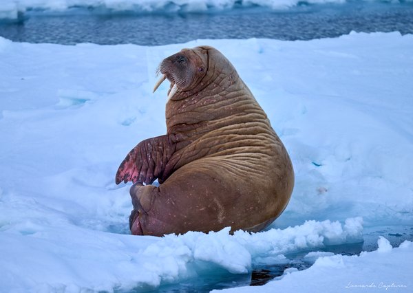 This Is My Spot — Walrus photographed in Svalbard, 2024. Photograph by Leonardo Güngen.