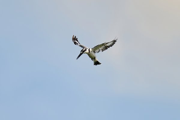 The Hover — Bird photographed in Botswana, 2025. Photograph by Leonardo Güngen.