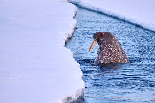 Onlooker — Walrus photographed in Svalbard, 2024. Photograph by Leonardo Güngen.