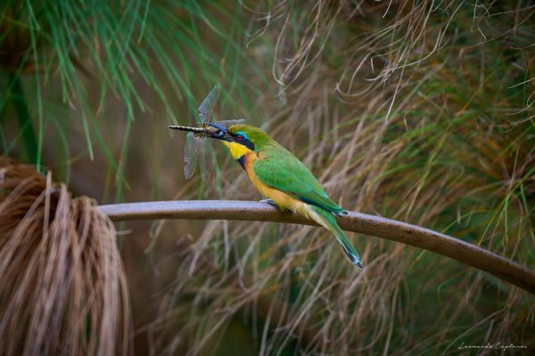 The Catch — Bird photographed in Botswana, 2025. Photograph by Leonardo Güngen.