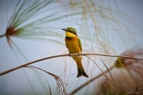 Balanced on a Reed — Bird photographed in Botswana, 2025. Photograph by Leonardo Güngen.