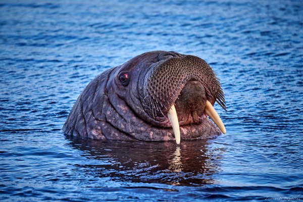 Tusker — Walrus photographed in Svalbard, 2024. Photograph by Leonardo Güngen.