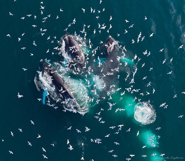 The Feast — Whale photographed in Greenland, 2025. Photograph by Leonardo Güngen.