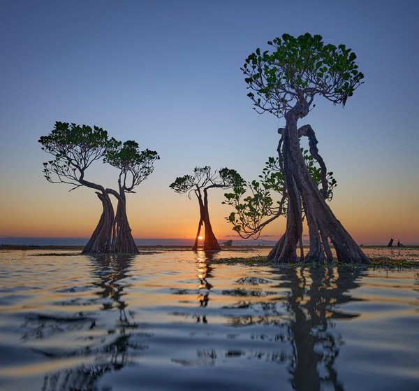 Dancing Trees — Indonesia landscape, 2024. Photograph by Leonardo Güngen.