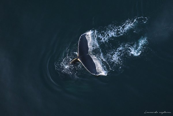 The Fluke — Whale photographed in Greenland, 2025. Photograph by Leonardo Güngen.