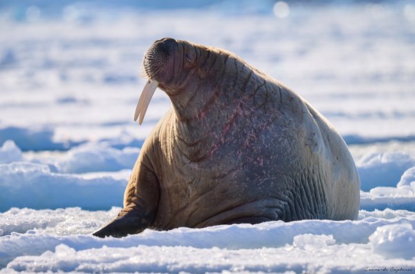 Ivory — Walrus photographed in Svalbard, 2024. Photograph by Leonardo Güngen.