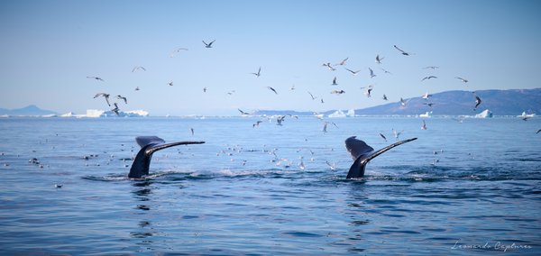 Twins Descent — Whale photographed in Greenland, 2025. Photograph by Leonardo Güngen.