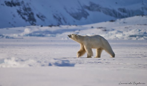 Wanderer of the Arctic — Polar Bear photographed in Svalbard, 2024. Photograph by Leonardo Güngen.