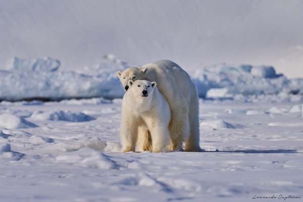 Fun in the Cold — Polar Bear photographed in Svalbard, 2024. Photograph by Leonardo Güngen.
