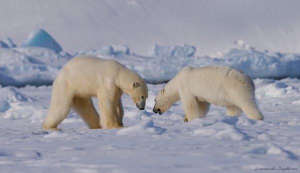 Cold Stare — Polar Bear photographed in Svalbard, 2024. Photograph by Leonardo Güngen.