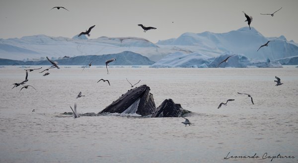 Baleen — Whale photographed in Greenland, 2025. Photograph by Leonardo Güngen.