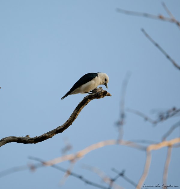 Resting — Bird photographed in Madagascar, 2026. Photograph by Leonardo Güngen.