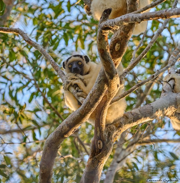 Sleepy Lemur — Lemur photographed in Madagascar, 2026. Photograph by Leonardo Güngen.