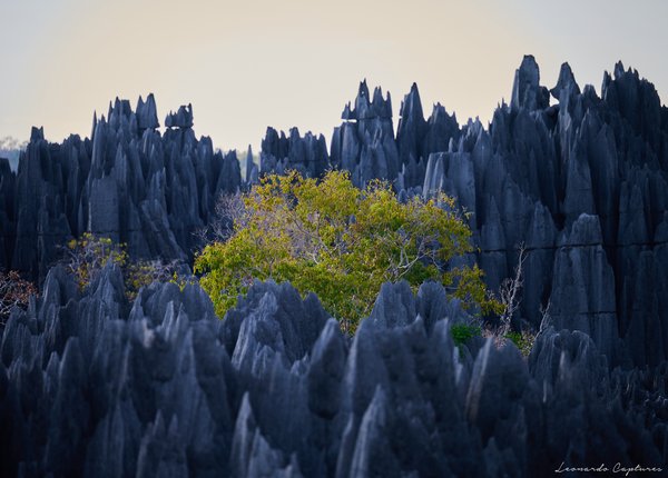 Stone Forest — Madagascar landscape, 2026. Photograph by Leonardo Güngen.
