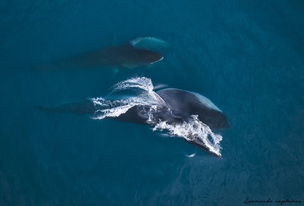Feeding Together — Whale photographed in Greenland, 2025. Photograph by Leonardo Güngen.