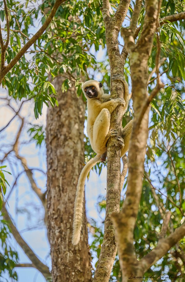 Ready To Jump — Lemur photographed in Madagascar, 2026. Photograph by Leonardo Güngen.