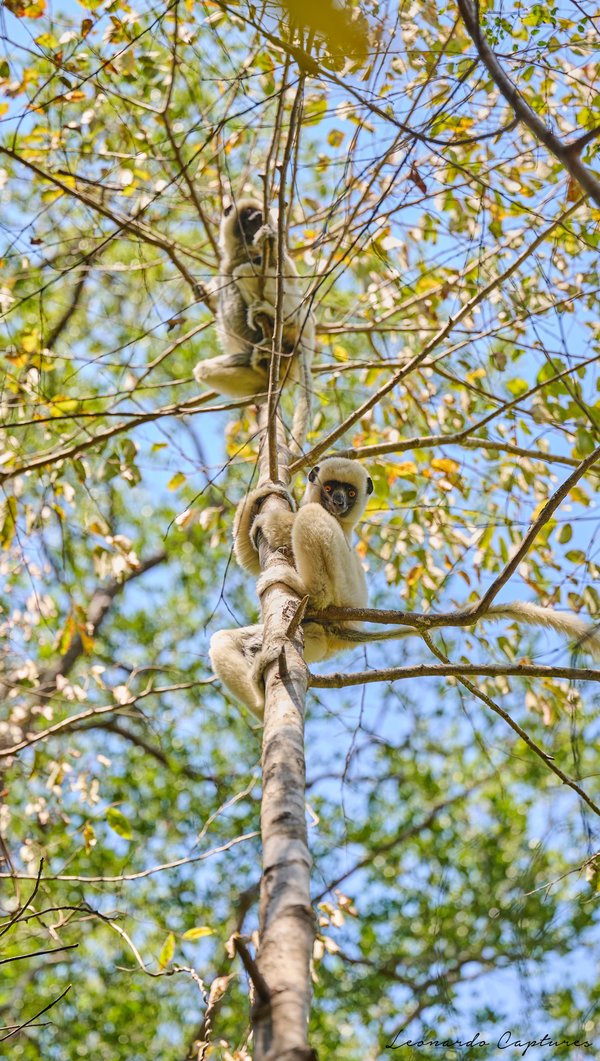 On the Lookout — Lemur photographed in Madagascar, 2026. Photograph by Leonardo Güngen.