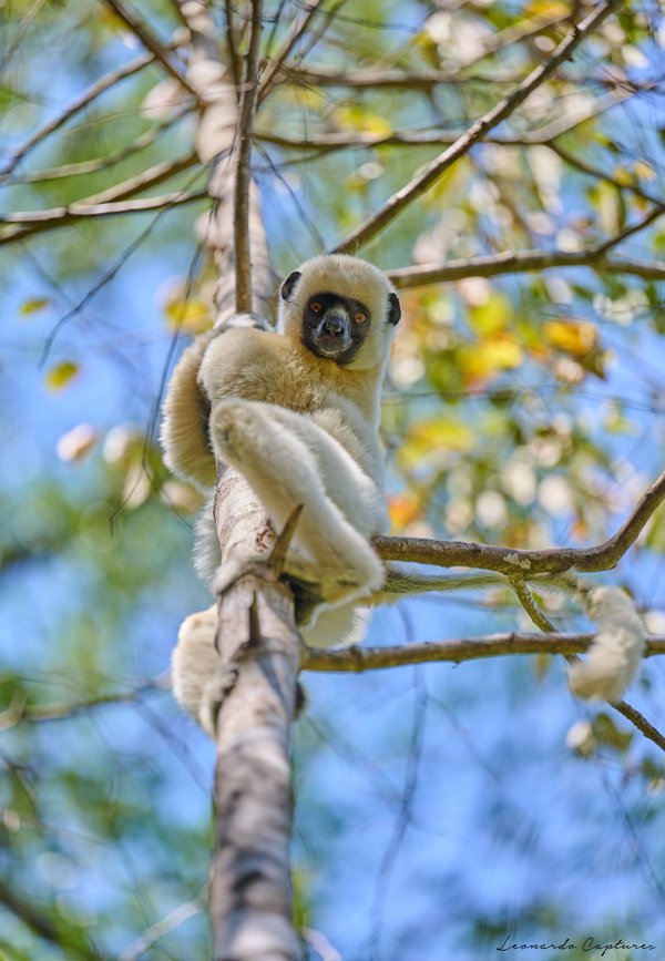 Eye Contact — Lemur photographed in Madagascar, 2026. Photograph by Leonardo Güngen.