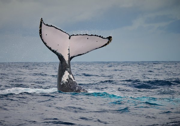 Farewell — Whale photographed in Madagascar, 2026. Photograph by Leonardo Güngen.
