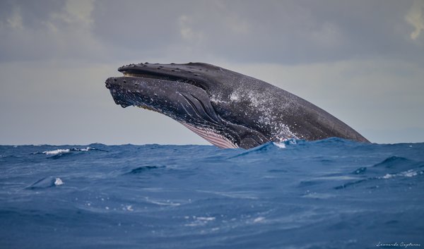 Breach — Whale photographed in Madagascar, 2026. Photograph by Leonardo Güngen.