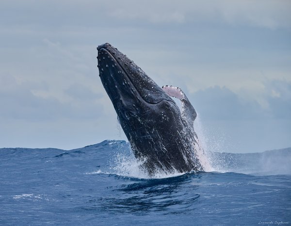 Forty Tonne Torpedo — Whale photographed in Madagascar, 2026. Photograph by Leonardo Güngen.
