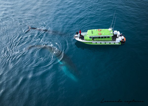 Giants Coexistence — Whale photographed in Greenland, 2025. Photograph by Leonardo Güngen.