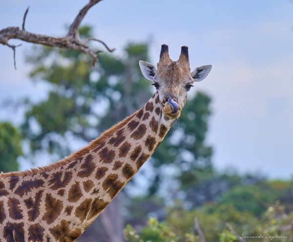 A Taste — Giraffe photographed in Botswana, 2025. Photograph by Leonardo Güngen.