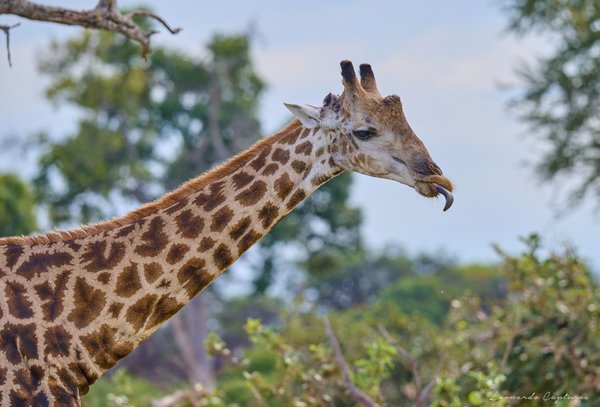 A Taste of the Wild — Giraffe photographed in Botswana, 2025. Photograph by Leonardo Güngen.